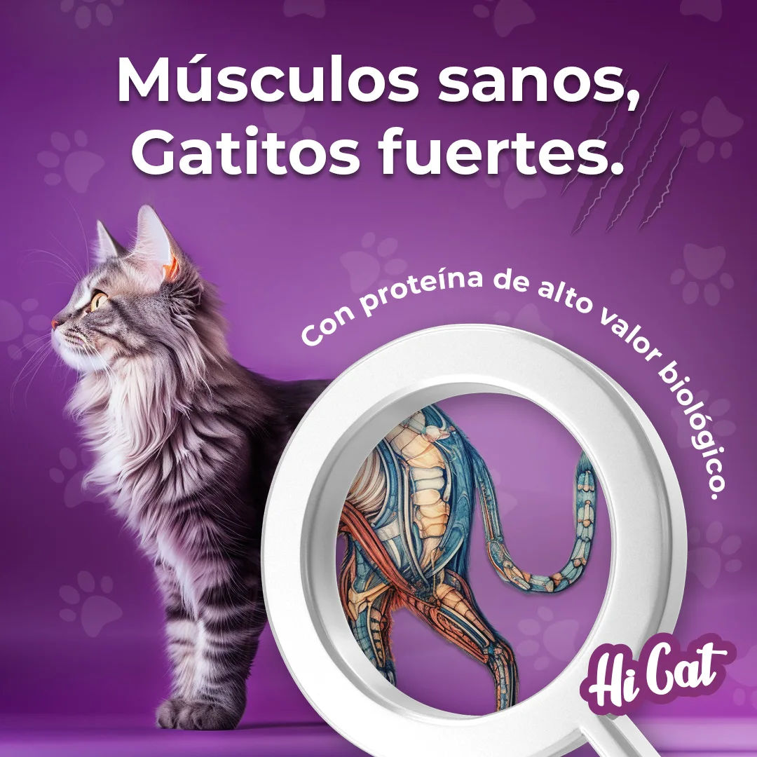 Posteo de redes sociales para marca de comida de gatos