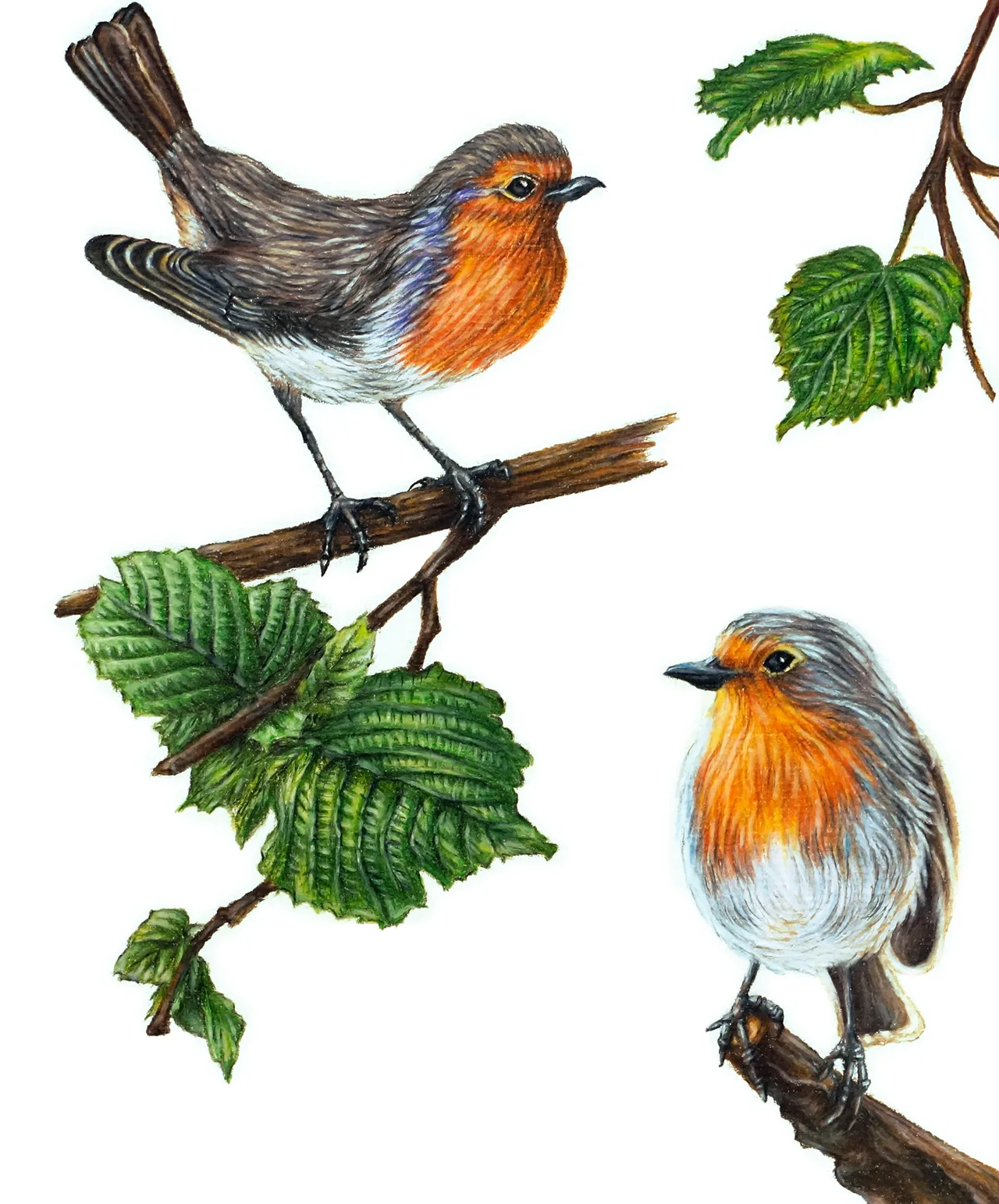 ilustración científica realizada por Karla Zalazar